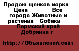 Продаю щенков йорка › Цена ­ 10 000 - Все города Животные и растения » Собаки   . Пермский край,Добрянка г.